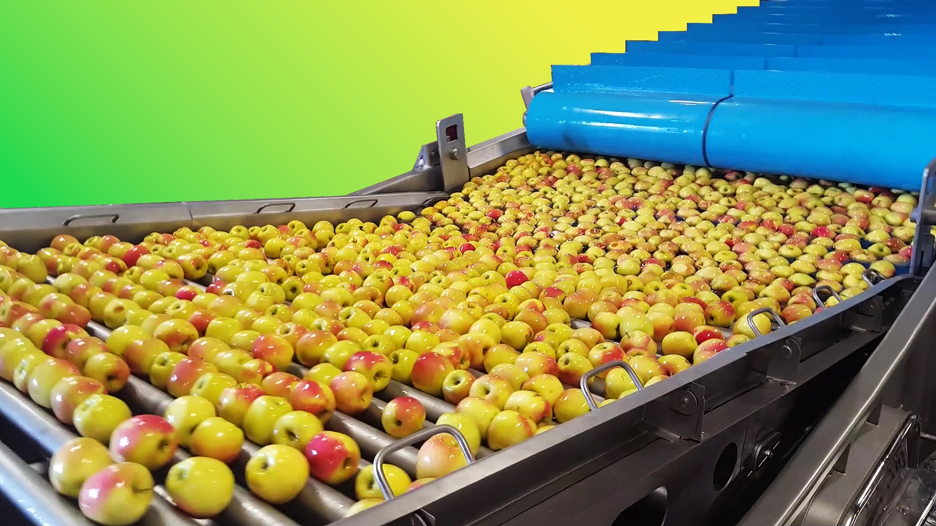 Apples lined up on a stainless steel industrial conveyor belt in a fruit and vegetable processing facility.