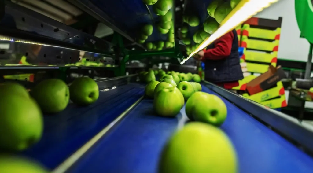 Green apples moving along an industrial conveyor belt in a fruit processing and packing facility.